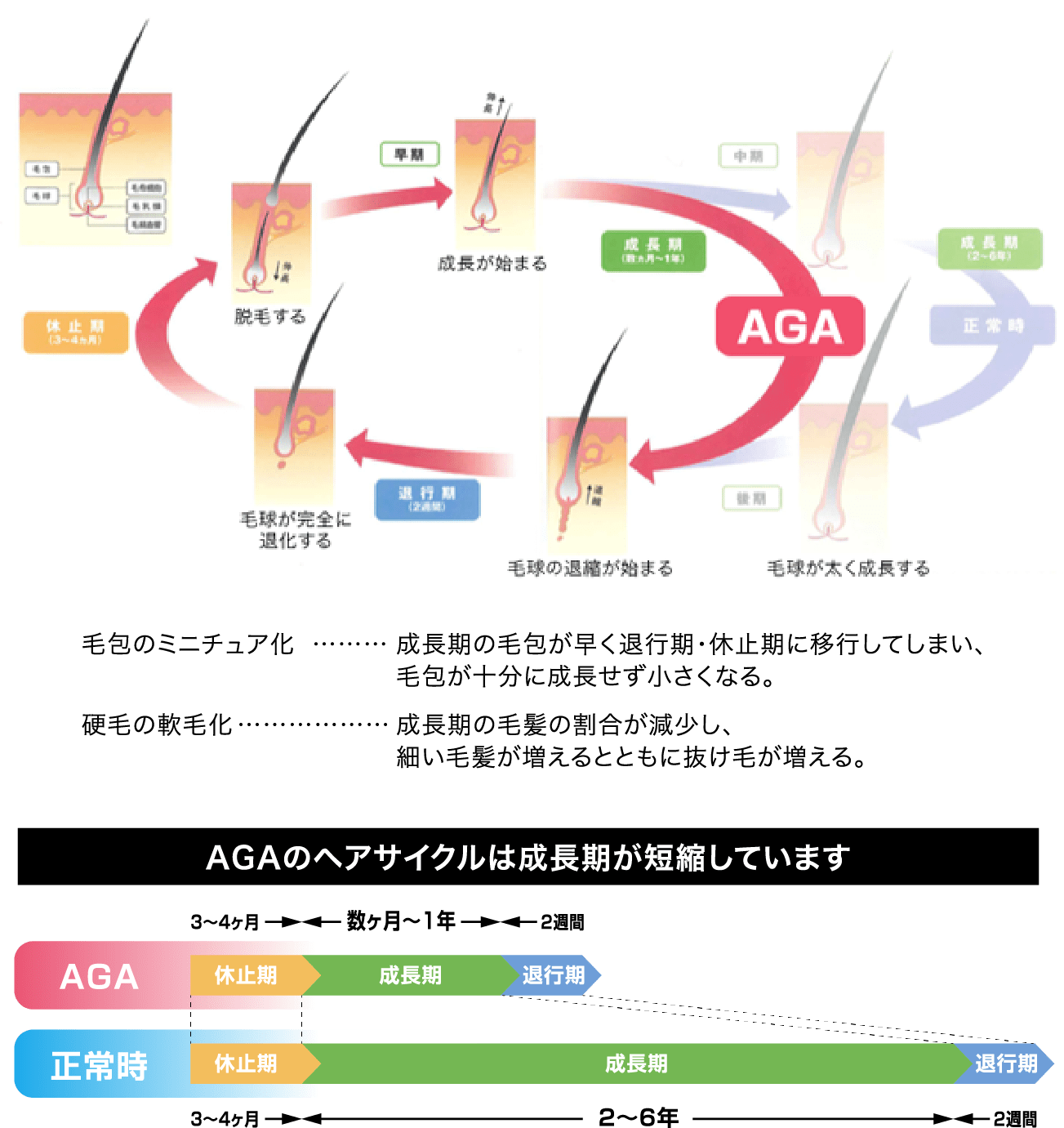 ヘアサイクルの図